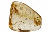 Rare, Polished Colombian Copal ( g) with Larviparous Beetle! #264507-1